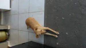Cachorro raça SRD idade 7 a 11 meses nome DONNA
