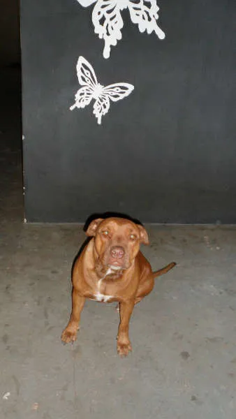 Cachorro ra a Pit-Bull idade 4 anos nome MEL