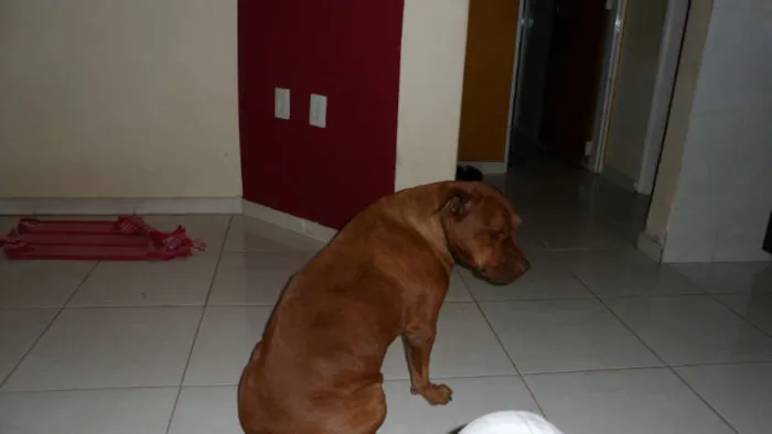 Cachorro ra a Pit-Bull idade 4 anos nome MEL