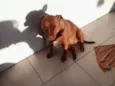 MEL