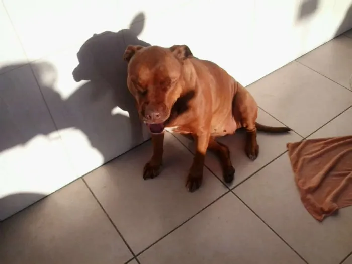 Cachorro ra a Pit-Bull idade 4 anos nome MEL