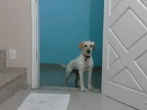 Cachorro raça SRD idade 3 anos nome Jack
