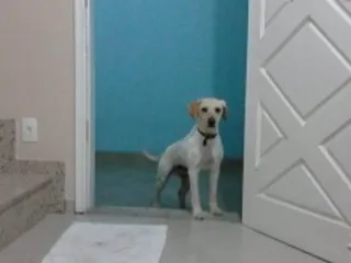 Cachorro ra a SRD idade 3 anos nome Jack