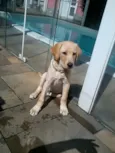 Labrador