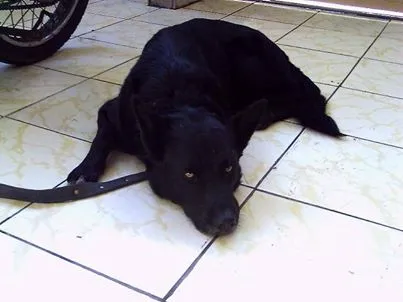 Cachorro ra a PASTOR BELGA idade 4 anos nome ARON