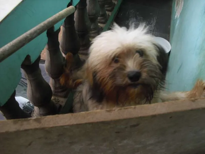 Cachorro ra a  idade 7 a 11 meses nome GEORGE