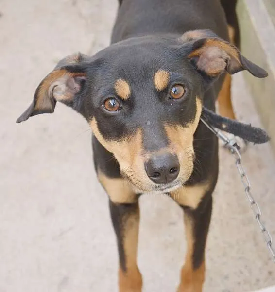 Cachorro ra a VIRA LATA idade 7 a 11 meses nome NINA