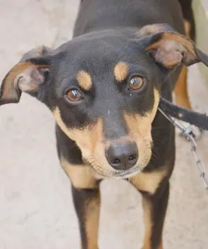 Cachorro raça VIRA LATA idade 7 a 11 meses nome NINA