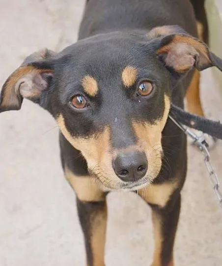 Cachorro ra a VIRA LATA idade 7 a 11 meses nome NINA