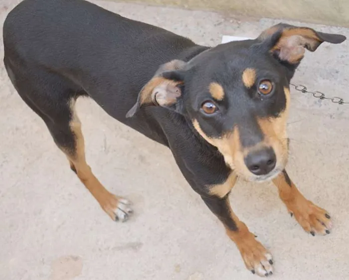 Cachorro ra a VIRA LATA idade 7 a 11 meses nome NINA
