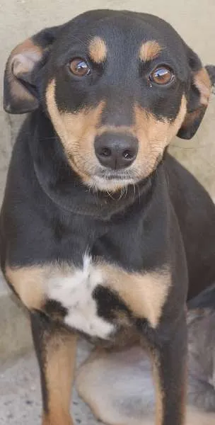 Cachorro ra a VIRA LATA idade 7 a 11 meses nome NINA