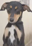 NINA