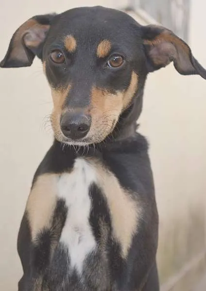 Cachorro ra a VIRA LATA idade 7 a 11 meses nome NINA
