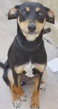 NINA