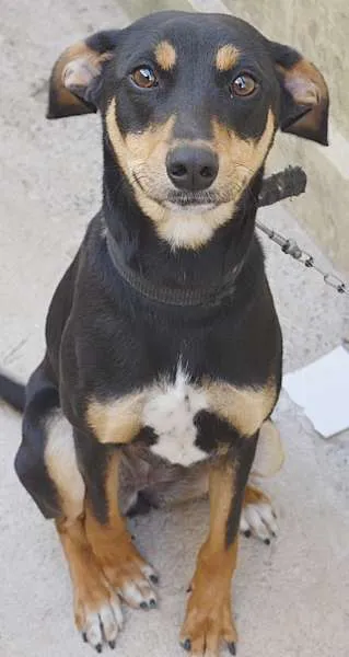 Cachorro ra a VIRA LATA idade 7 a 11 meses nome NINA