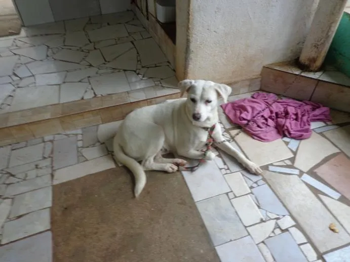 Cachorro ra a srd idade 2 anos nome Neve