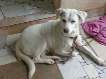 Cachorro ra a srd idade 2 anos nome Neve