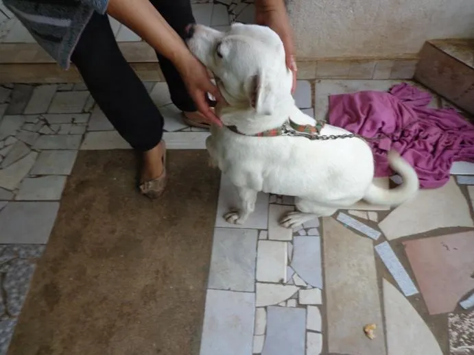 Cachorro ra a srd idade 2 anos nome Neve