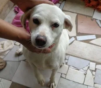 Cachorro ra a srd idade 2 anos nome Neve