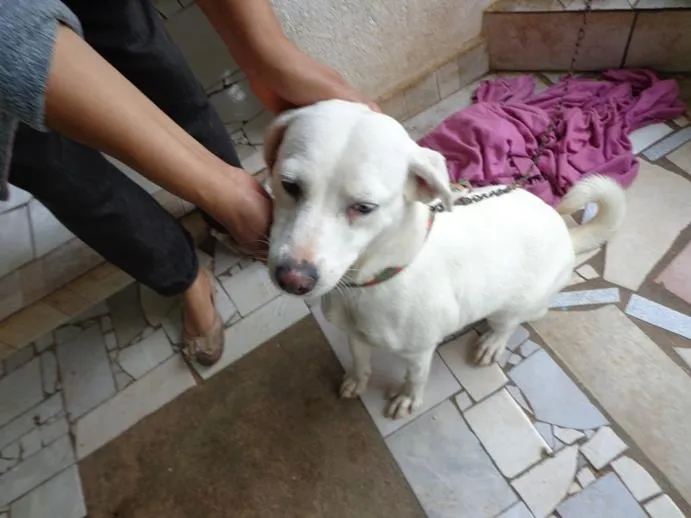 Cachorro ra a srd idade 2 anos nome Neve