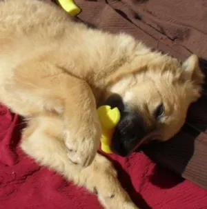 Cachorro raça SRD idade 2 a 6 meses nome Meg