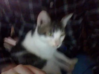 Gato raça Vira lata idade 7 a 11 meses nome Pé