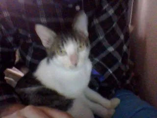 Gato raça Vira lata idade 7 a 11 meses nome Pé