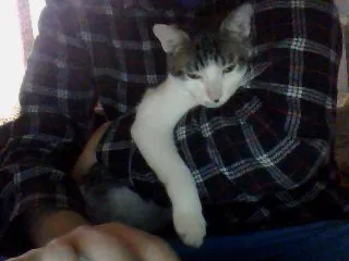 Gato raça Vira lata idade 7 a 11 meses nome Pé