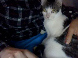 Gato raça Vira lata idade 7 a 11 meses nome Pé