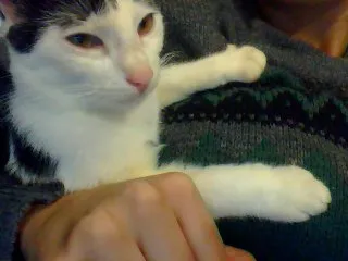 Gato raça Vira lata idade 7 a 11 meses nome Fofinho