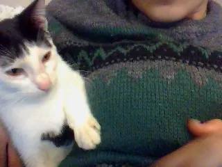 Gato raça Vira lata idade 7 a 11 meses nome Fofinho