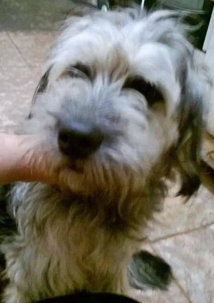 Cachorro ra a SRD/MESTIÇO DE POODLE idade 2 anos nome Bob