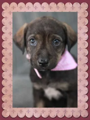 Cachorro raça SRD idade Abaixo de 2 meses nome sem nome