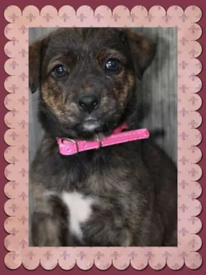 Cachorro raça SRD idade Abaixo de 2 meses nome sem nome