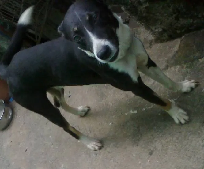 Cachorro raça vira lata  idade 3 anos nome betovem