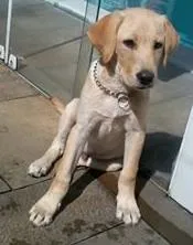 Cachorro raça Labrador idade 2 a 6 meses nome Labrador