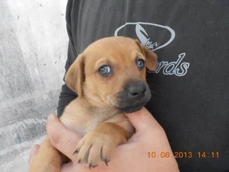 Cachorro ra a SRD idade Abaixo de 2 meses nome FILHOTE MACHO