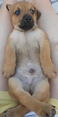 Cachorro raça SRD idade Abaixo de 2 meses nome FILHOTE MACHO