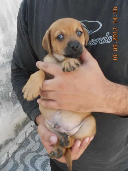 Cachorro ra a SRD idade Abaixo de 2 meses nome FILHOTE MACHO