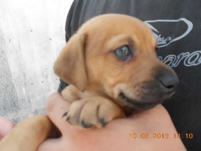 Cachorro ra a SRD idade Abaixo de 2 meses nome FILHOTE MACHO