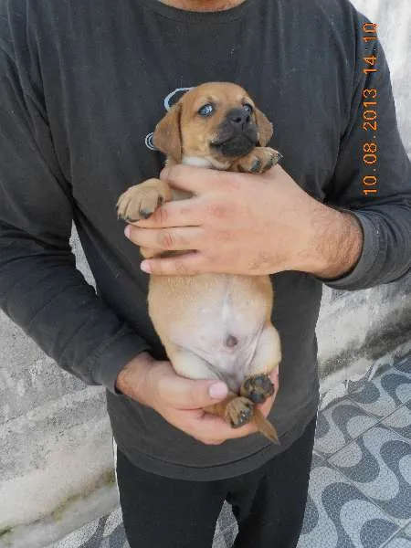 Cachorro ra a SRD idade Abaixo de 2 meses nome FILHOTE MACHO
