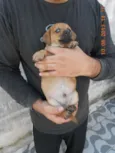 FILHOTE MACHO
