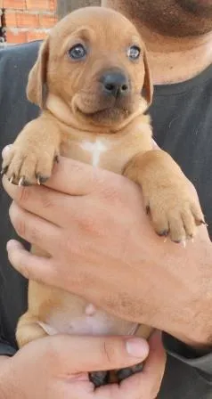 Cachorro ra a SRD idade Abaixo de 2 meses nome FILHOTINHA PARA ADOÇÃO