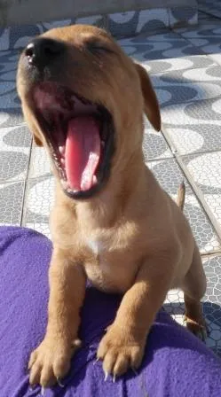 Cachorro ra a SRD idade Abaixo de 2 meses nome FILHOTINHA PARA ADOÇÃO