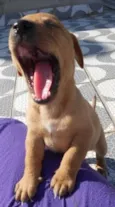 FILHOTINHA PARA ADOÇÃO