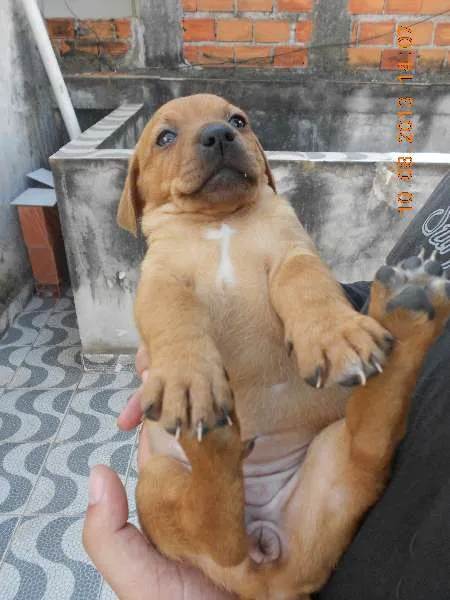 Cachorro ra a SRD idade Abaixo de 2 meses nome FILHOTINHA PARA ADOÇÃO