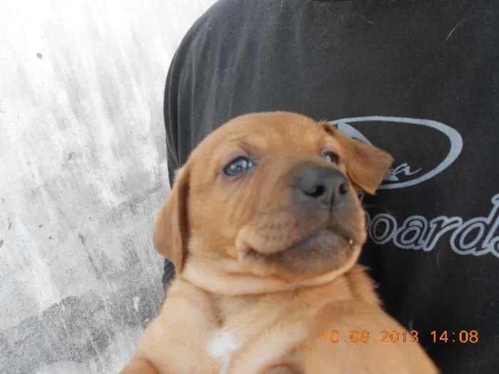 Cachorro ra a SRD idade Abaixo de 2 meses nome FILHOTINHA PARA ADOÇÃO