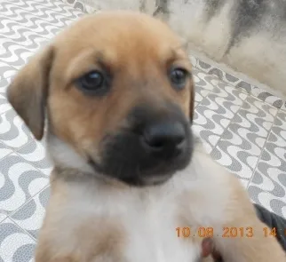 Cachorro ra a SRD idade Abaixo de 2 meses nome FILHOTE FÊMEA
