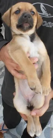 Cachorro ra a SRD idade Abaixo de 2 meses nome FILHOTE FÊMEA