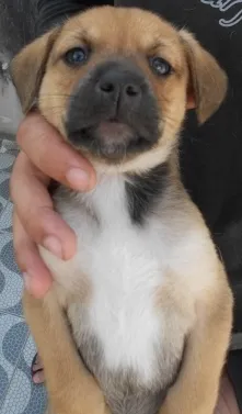 Cachorro ra a SRD idade Abaixo de 2 meses nome FILHOTE FÊMEA